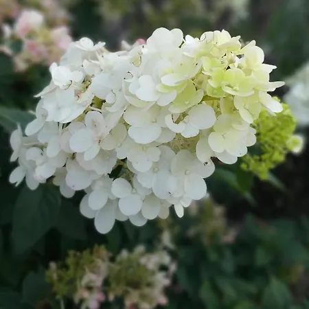 Lawenda Wrzosowo (Kamien)