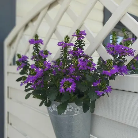 Lawenda * Wrzosowo (Kamien)