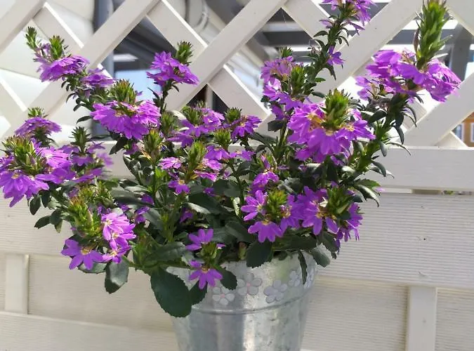 Lawenda Wrzosowo (Kamien)